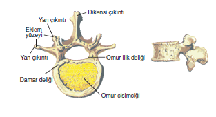 Gövde_iskeleti.