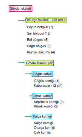 Gövde_iskeleti