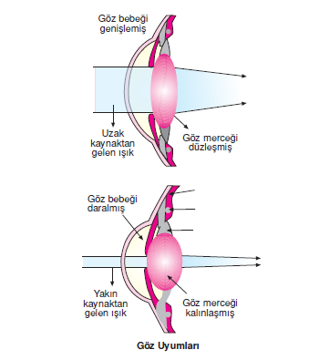 Göz_Uyumlari