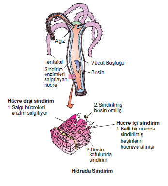 Hidrada_Sindirim