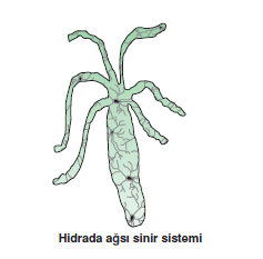 Hidrada_agsi_sinir_sistemi