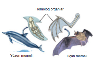 Homolog_Organ