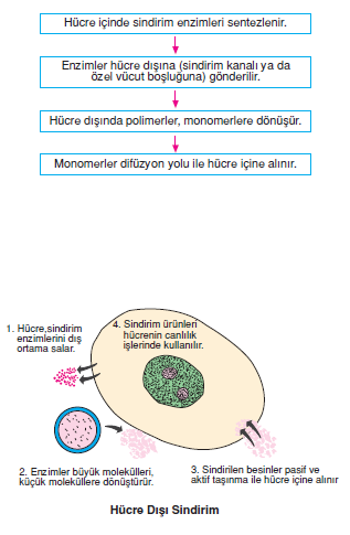 Hucre_Disi_Sindirim