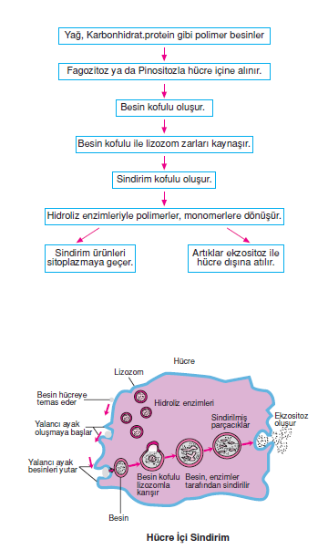 Hucre_ici_Sindirim