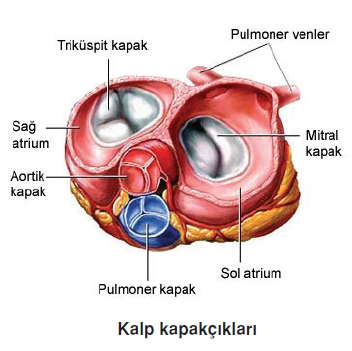 Kalp_kapakciklari