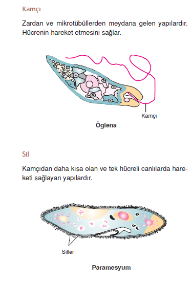 Kamci_-_Sil