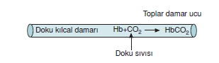 Kanda_Karbondioksit_Tasinmasi