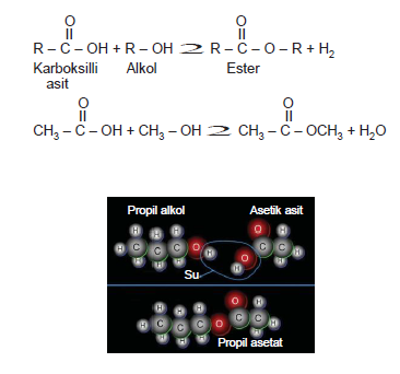 Karboksilli_Asit_ve_Alkollerin_Tepkimesi