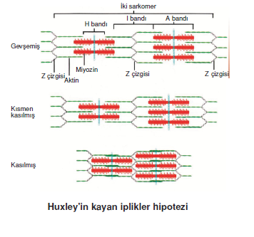 Kasilmanin_Kimyasal_islevi