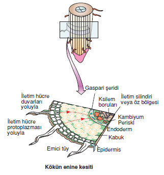 Kokun_enine_kesiti