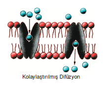 Kolaylastirilmis_Difuzyon