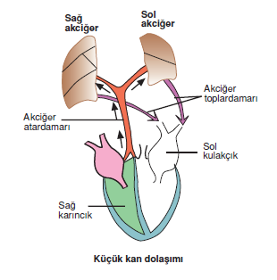 Kucuk_kan_dolasimi