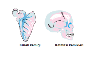 Kurek_kemigi