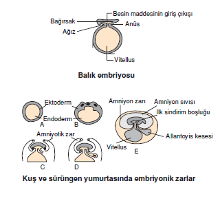 Kus_ve_surungen_yumurtasinda_embriyonik_zarlar