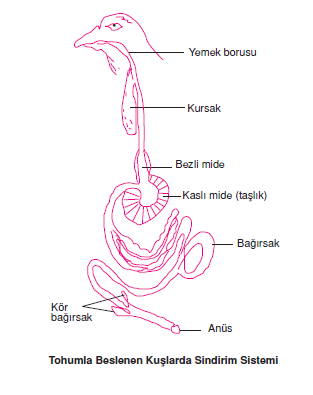 Kuslarda_Sindirim