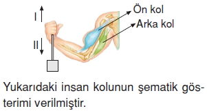 Kuvvetvehareketkonutesti4010