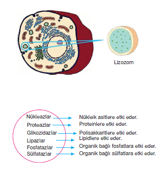 Lizozom