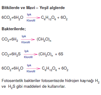 Mavi_–_Yesil_alglerde_fotosentez