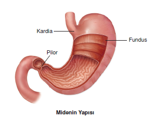 Midenin_Yapisi_001