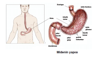 Midenin_yapisi