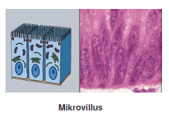 Mikrovillus