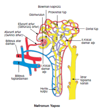 Nefronun_Yapisi