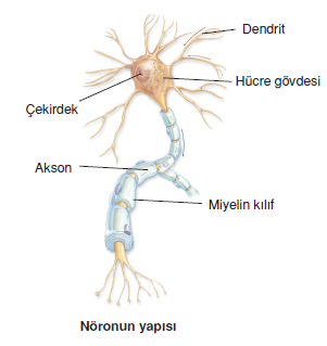 Noronun_yapisi