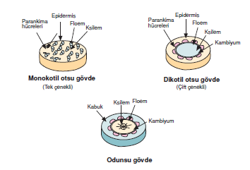 Odunsu_govde