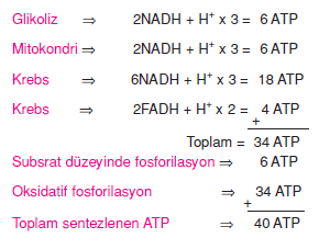 Oksijenli_solunumda_ATP_hesplanmasi