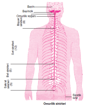 Omurilik_sinirleri