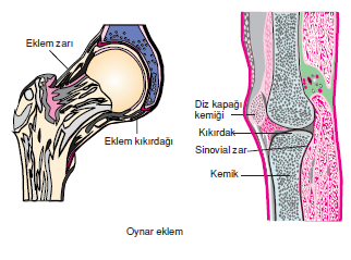 Oynar_eklem