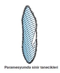 Paramesyumda_sinir_tanecikleri