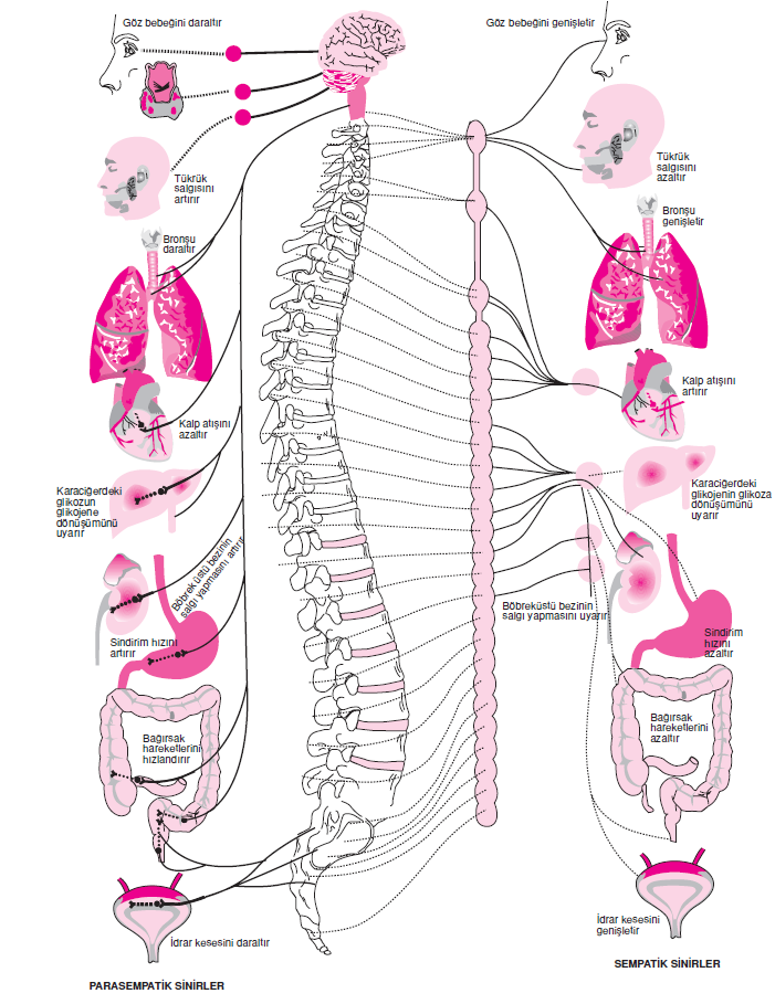 Parasempatik_ve_sempatik_sinirlerin_etkiledigi_organlar