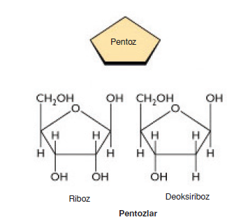 Pentoz