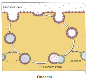 Pinositoz