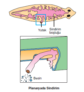 Planaryada_Sindirim