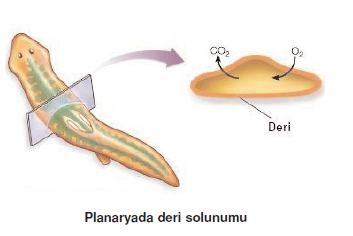 Planaryada_deri_solunumu