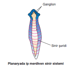 Planaryada_ip_merdiven_sinir_sistemi