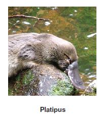 Platipus