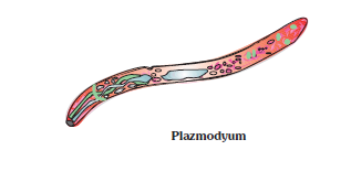 Plazmodyum