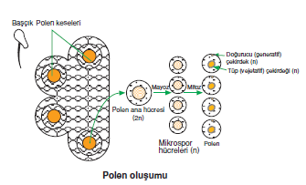 Polen_olusumu