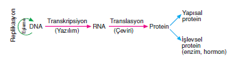 Protein_Sentezi