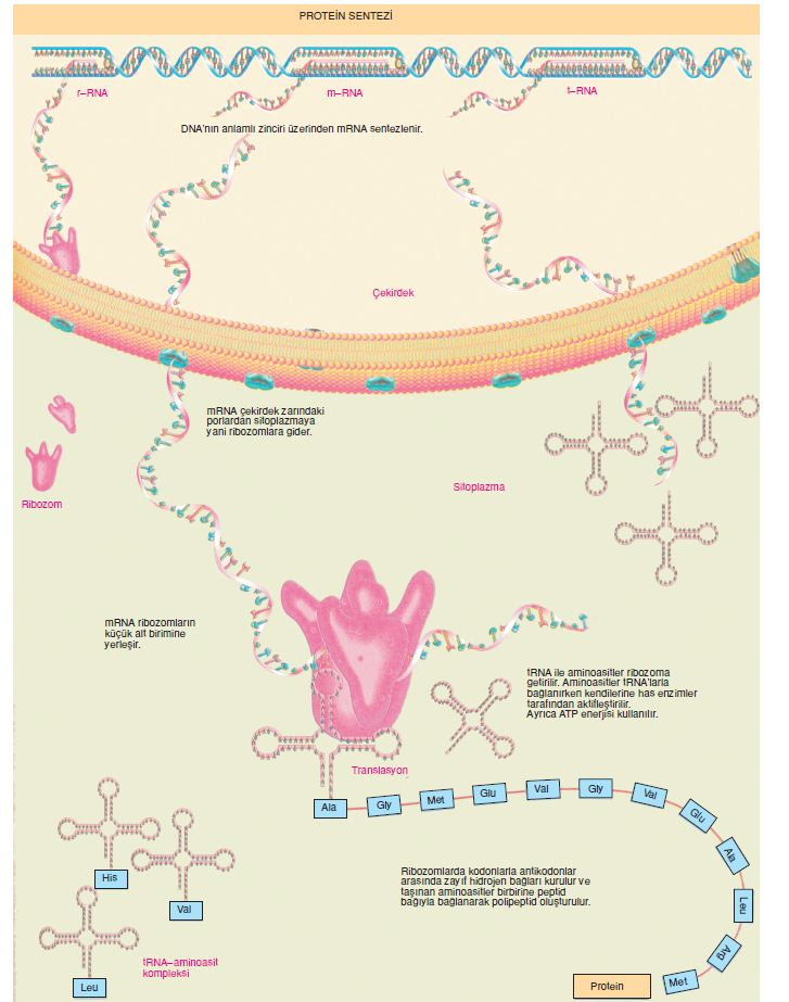 Protein_Sentezi_001