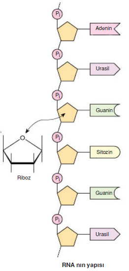 RNA_nin_yapisi