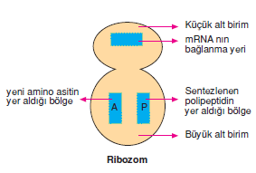 Ribozom