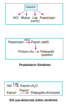 Besinlerin Kimyasal Sindirimi Bilgicik Com Bilgicik Com