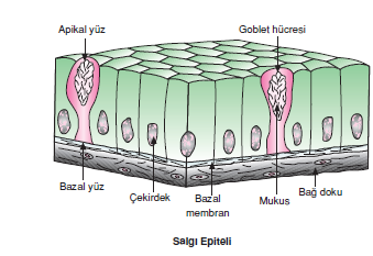 Salgi_Epiteli