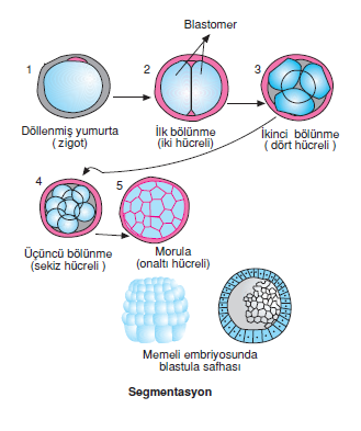 Segmentasyon