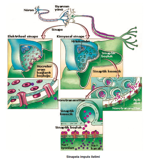 Sinapsta_impuls_iletimi
