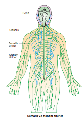 Somatik_ve_otonom_sinirler